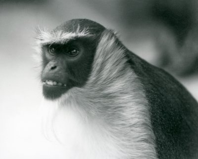 Ein gefährdeter Roloway-Meerkatze im Londoner Zoo, 1927 von Frederick William Bond