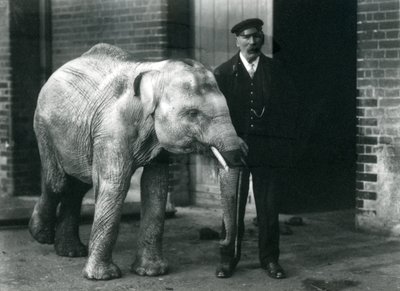 Baby-Asiatischer Elefant mit Wärter Charles Eyles, Londoner Zoo, November 1915 von Frederick William Bond