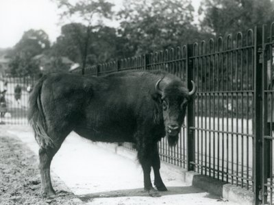 Europäischer Bison Georgina an den Gittern ihres Geheges, Londoner Zoo, 12. August 1926 von Frederick William Bond