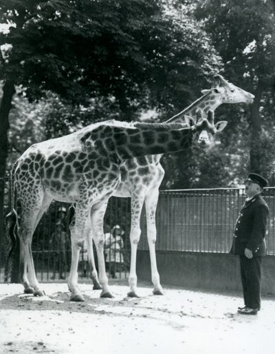 Weibliche Giraffen Maud und Maggie mit Wärter Ernie Professor Bowman, Londoner Zoo, Juli 1924 von Frederick William Bond