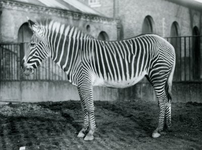 Weibliches Grevy-Zebra, oder Kaiserliches Zebra, Jennie steht in ihrem Gehege im Londoner Zoo, 1927 von Frederick William Bond