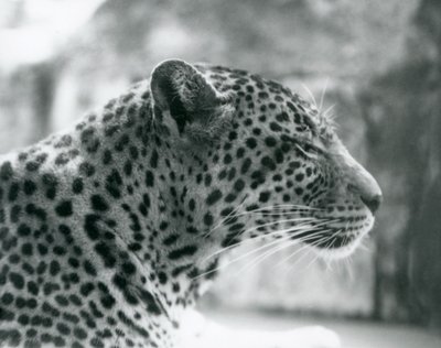 Weiblicher Leopard Daisy im Londoner Zoo im August 1925 von Frederick William Bond