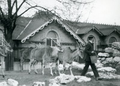 Vier Elenantilopen folgen ihrem Pfleger zur Fütterungszeit im Gehege vor dem Antilopenhaus, Londoner Zoo, Juni 1925 von Frederick William Bond