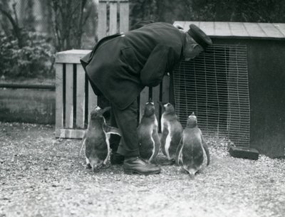 Eselspinguine mit Pfleger Albert White, London Zoo, ca. 1914 von Frederick William Bond