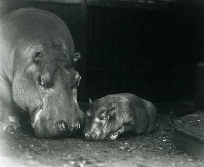 Flusspferd Joan mit ihrem männlichen Kalb Jimmy im Londoner Zoo im März 1927 von Frederick William Bond