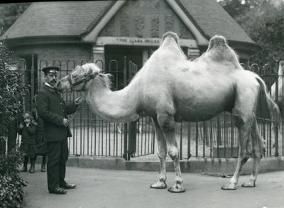 Wärter W. Styles mit einem Baktrischen Kamel vor dem Lama-Haus im Londoner Zoo, Juli 1914 von Frederick William Bond