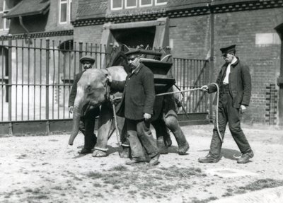 Die Wärter Jack Milbourne, H. Robertson und Thomas trainieren einen jungen asiatischen Elefanten, Londoner Zoo, Mai 1922 von Frederick William Bond