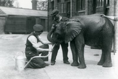 Wärter helfen dem jungen männlichen afrikanischen Elefanten Kiberenge, aus einem an eine Gießkanne angeschlossenen Schlauch zu trinken, Londoner Zoo, Juli 1924 von Frederick William Bond
