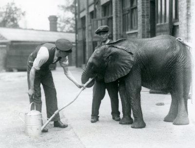 Wärter helfen dem jungen männlichen afrikanischen Elefanten Kiberenge, aus einem an eine Gießkanne angeschlossenen Schlauch zu trinken, Londoner Zoo, Juli 1924 von Frederick William Bond
