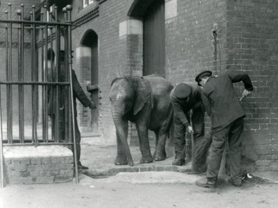 Pfleger mit jungem männlichen afrikanischen Elefanten Kiberenge, London Zoo, 1924 von Frederick William Bond
