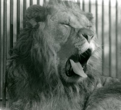 Männlicher Löwe Abdullah gähnt in seinem Gehege, London Zoo, 1925 von Frederick William Bond