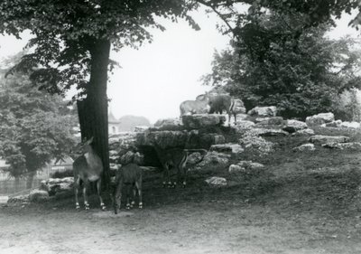 Das Eland-Antilopen-Gehege im Londoner Zoo im Jahr 1924 von Frederick William Bond