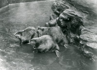 Drei Biber in ihrem Pool im London Zoo, 1920er Jahre von Frederick William Bond