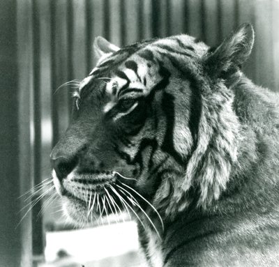 Tiger Sam im Londoner Zoo im Jahr 1925 von Frederick William Bond