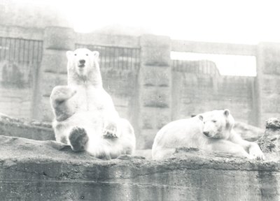 Zwei Eisbären im ZSL London Zoo, 1927 von Frederick William Bond