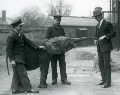 Junge weibliche afrikanische Zwerg-Elefantin Oojah hebt ihren Rüssel für eine Belohnung im Londoner Zoo, Juni 1925 von Frederick William Bond