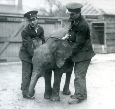 Junge weibliche afrikanische Zwerg-Elefantin Oojah mit zwei Pflegern im Londoner Zoo im April 1925 von Frederick William Bond
