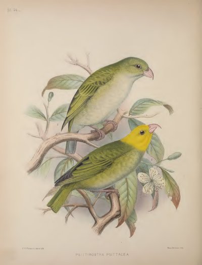 Psittirostra Psittacea, aus 