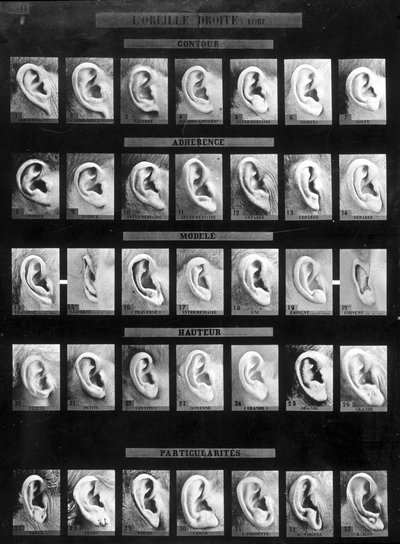 Anthropometrische Klassifikation und Identifikation des Bertillon-Systems: Vergleich verschiedener Arten von geraden Ohren (Lappen). Spät 19. Jahrhundert von French Photographer