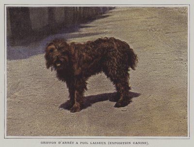 Wollhaariger Vorstehhund von French Photographer