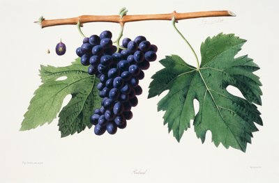 Ampelographie, Traube Poulsard Jura von French School