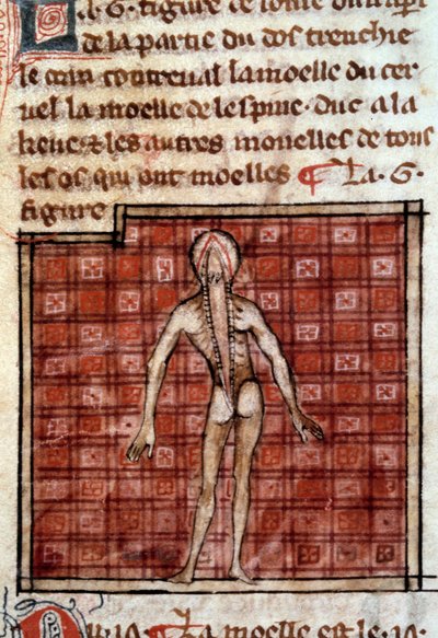 Anatomische Figur: Haut, offener Rücken, zeigt Gehirn und Rückenmark. Miniatur aus dem Manuskript „Chirurgie“ (Folio 12) geschrieben von Henri de Mondeville (Chirurg von Philippe Le Bel, Anatomieprofessor) von French School