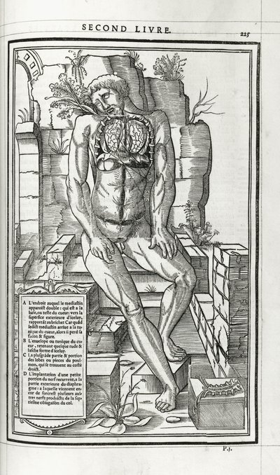Anatomische Illustration, 1546 von French School