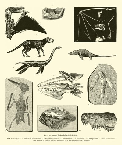 Fossile Tiere aus dem Becken der Seine von French School