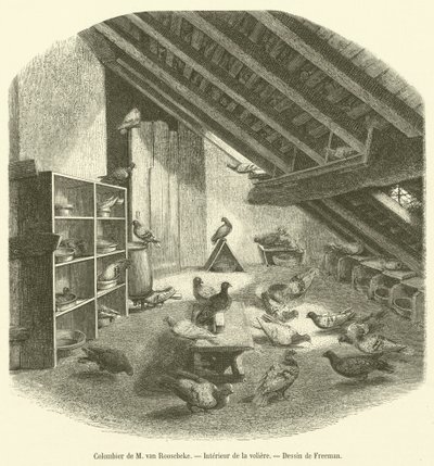 Taubenschlag von M. van Roosebeke, Innenansicht der Voliere von French School