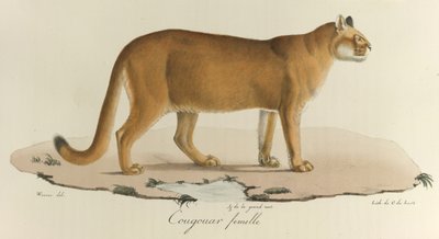 Weiblicher Puma, aus 