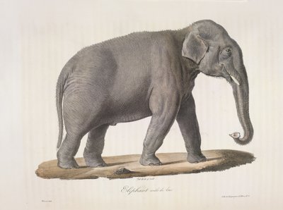 Asiatischer Elefant, aus Histoire Naturelle des Mammifères von French School