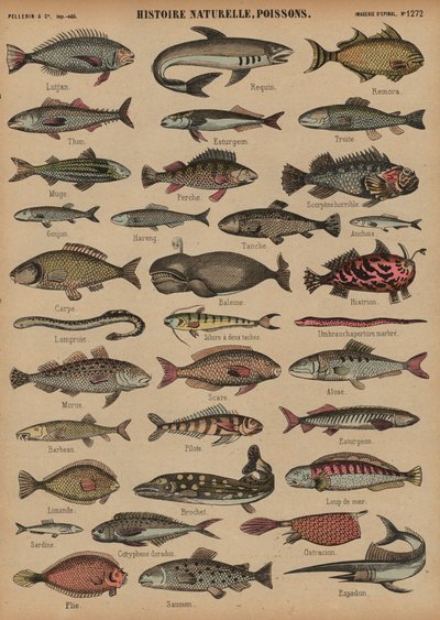 Fische von French School