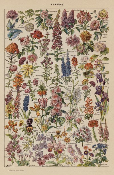 Blumen von French School