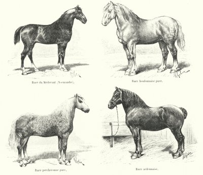 Vier französische Pferderassen: Merlerault, Boulonnaise, Percheronne, Ardennaise (Gravur) von French School