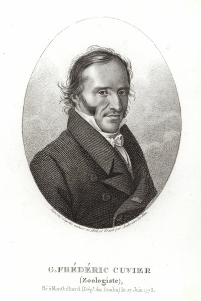 George Cuvier von French School