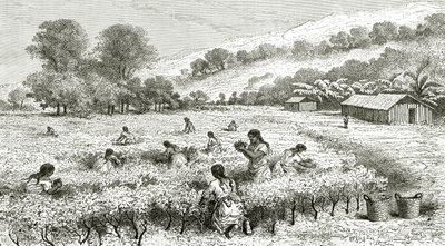 Ernte von Coca, Peru, Illustration aus der Zeitschrift Le Tour du Monde, 1877 von French School