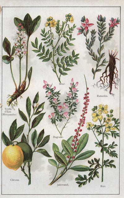 Illustration aus "MON DOCTEUR - Traité de MÉDECINE et d
