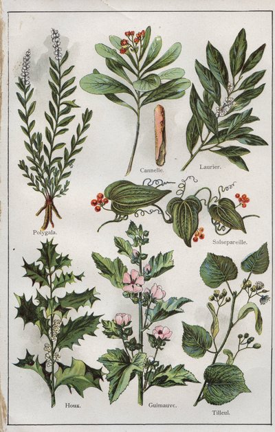 Illustration aus "mon docteur - traité de médecine et d