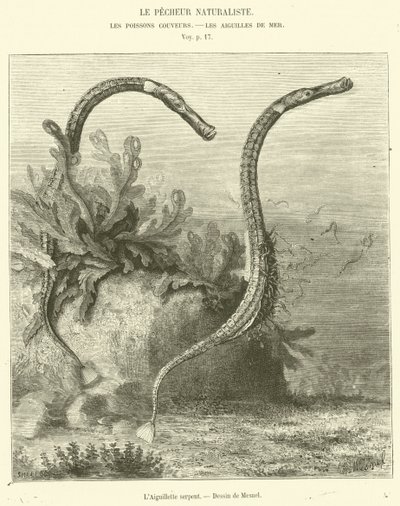 Die Schlangenaguillette von French School