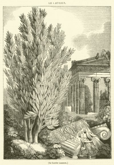 Der Gemeine Lorbeer (Gravur) von French School