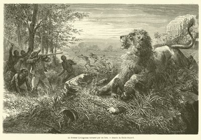 Dr. Livingstone von einem Löwen niedergestreckt von French School