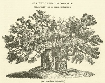Die alte Eiche von Allouville von French School