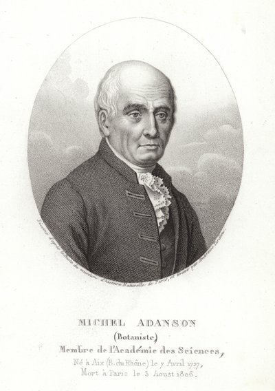 Michel Adanson von French School