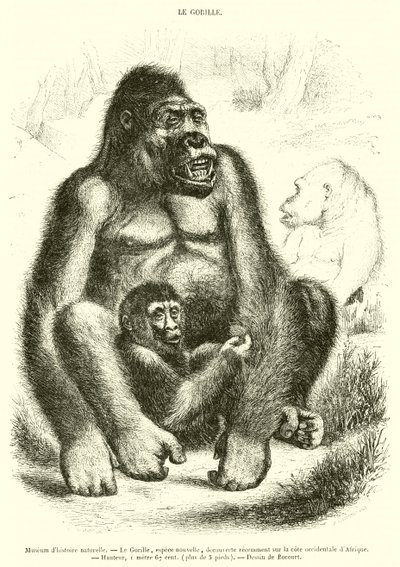 Naturhistorisches Museum, Der Gorilla von French School