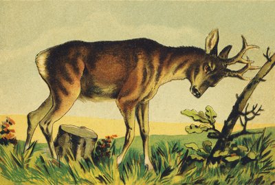 N Nangueur (vulgärer Name der Lama-Antilope) von French School