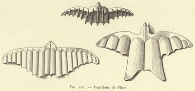 Schmetterlinge von Plinius von French School