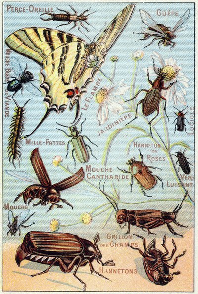 Tafel 2: Ohrlochstechen, Gupe, Blaue Fleischfliege, Flambe, Gärtner, Tausendfüßler, Glühwürmchen, Rosen-Channeton, Glanzwurm, Fliege, Feldgrille, Chablets von French School