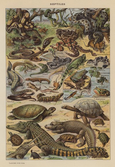 Reptilien von French School