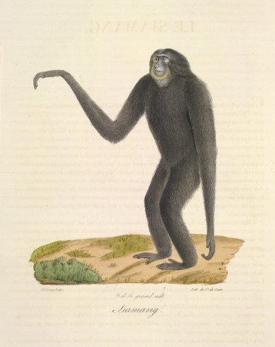 Siamang, aus Histoire Naturelle des Mammifères (Farblithographie) von French School