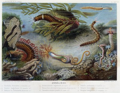 Sunapte de Duvernoy - in „Le Monde de la Mer“ von Alfred Fredol. ed. Paris, Hachette. von French School